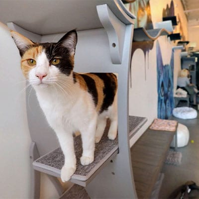 Cat Rescue